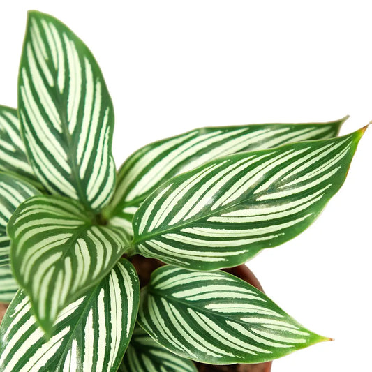 4" Vittata Calathea