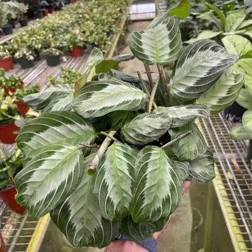 6" Silver Band Maranta