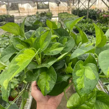 6" Global Green Pothos