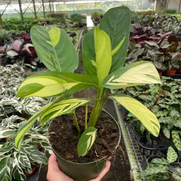 6" Pilosa Calathea