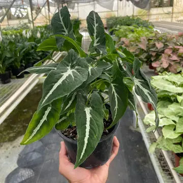 6" Black Velvet Syngonium wendlandii