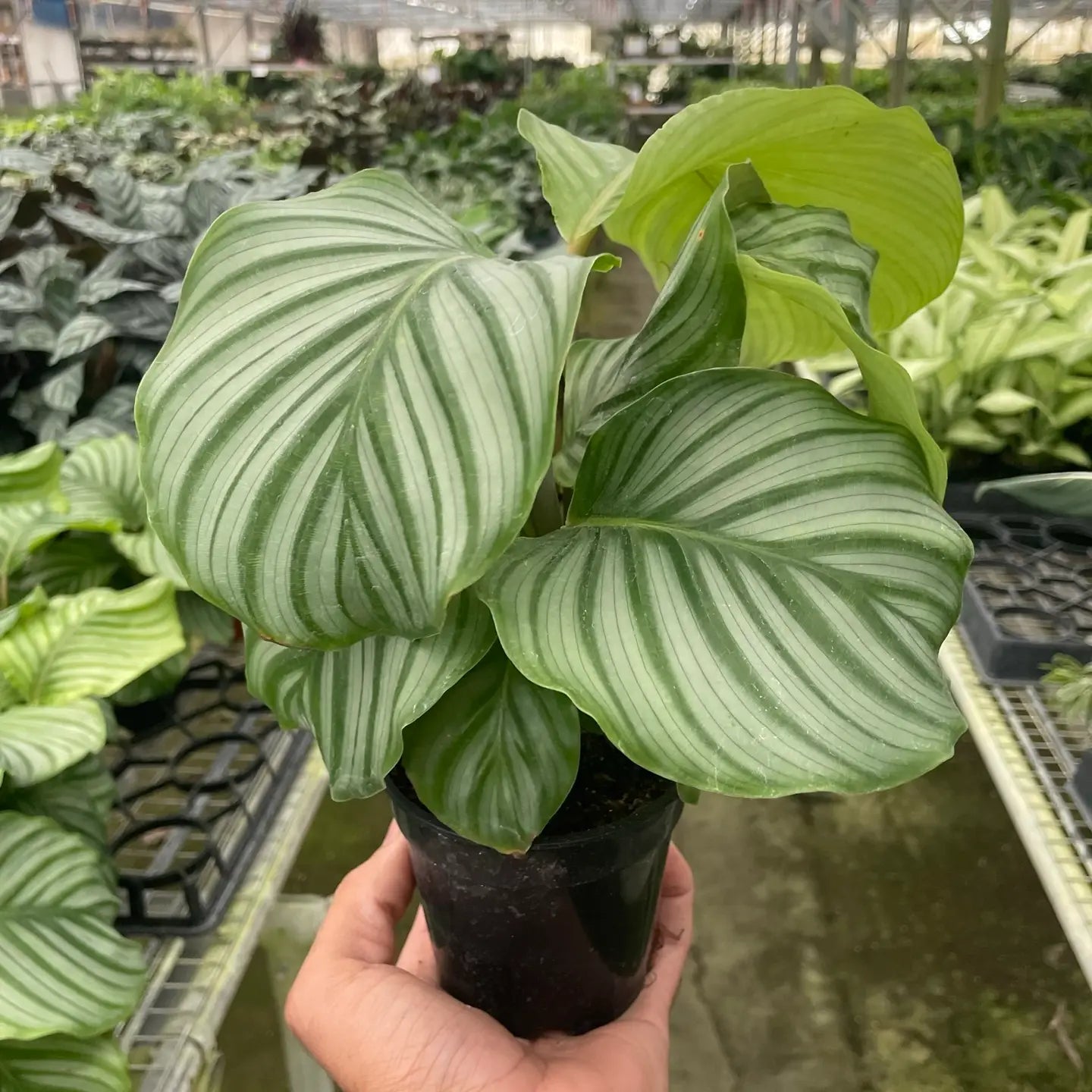 4" Orbifolia Calathea